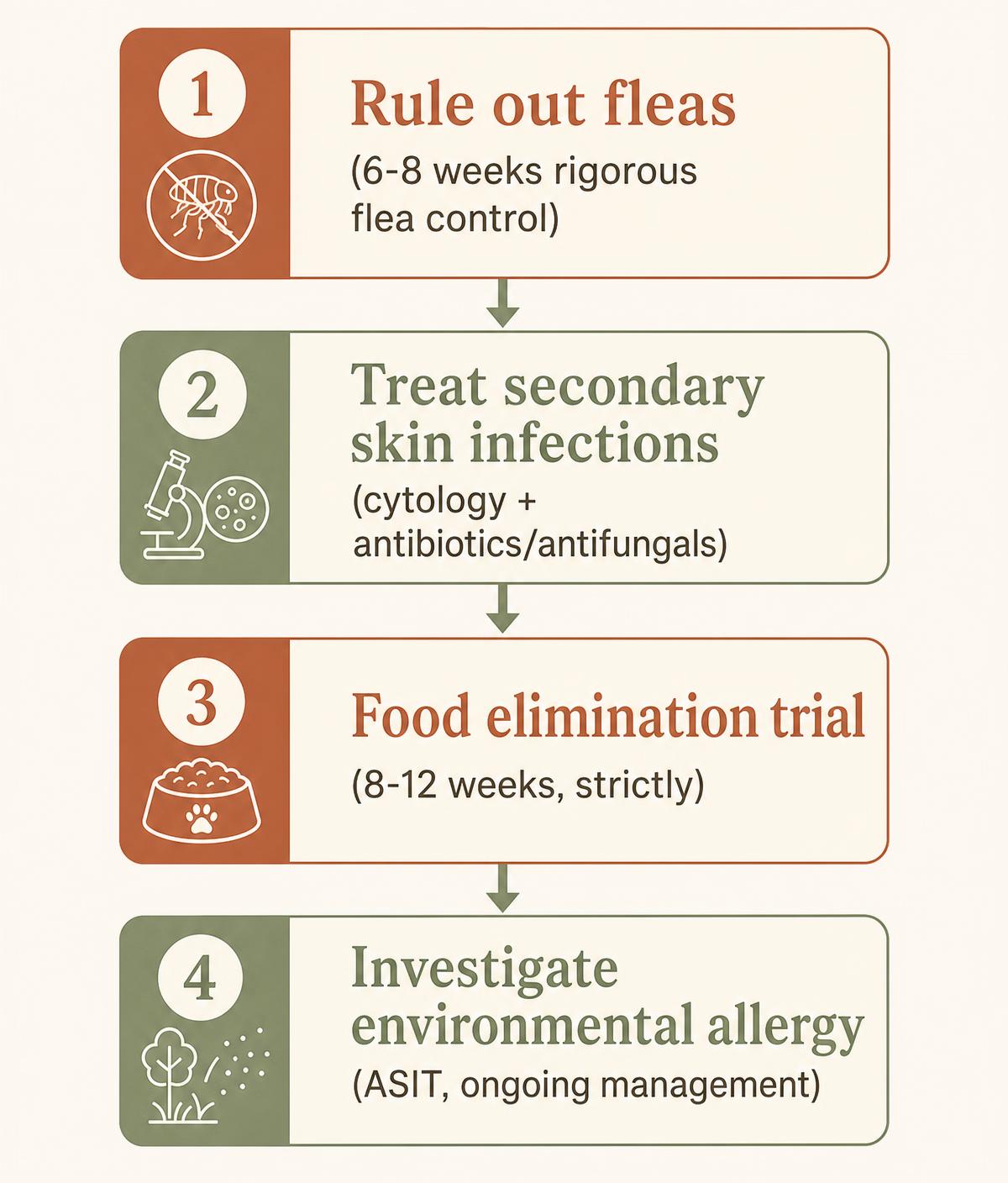 A four-step flowchart showing the correct order for investigating allergies in dogs and cats: fleas, then infections, then food, then environment.