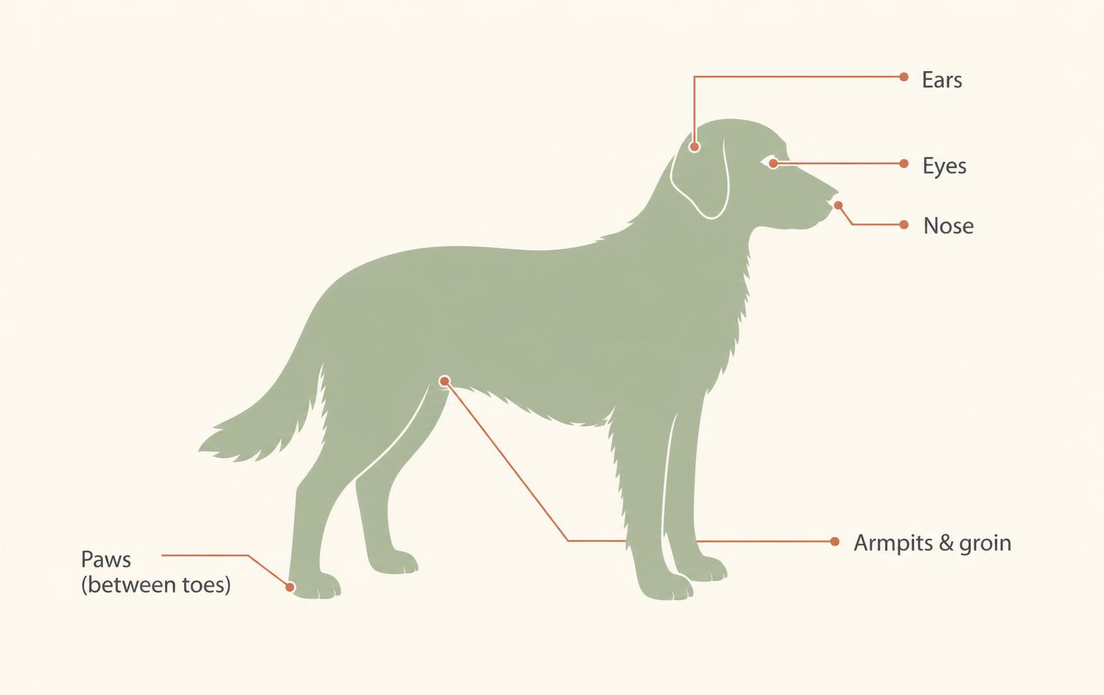 A labelled diagram of a dog showing the five places to check for grass seeds: between the toes, ears, eyes, nose, and armpits or groin.