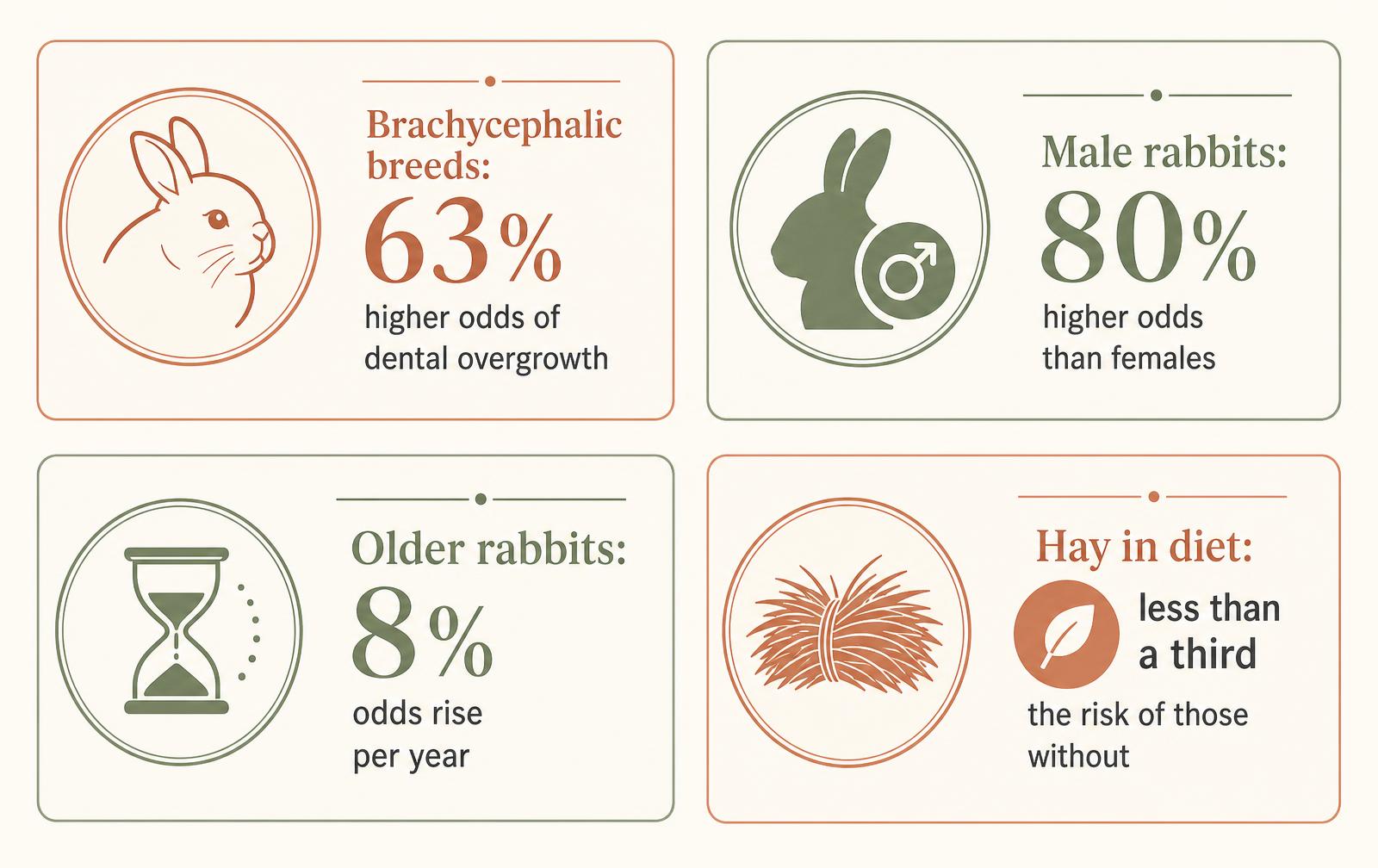 A four-block diagram showing the main risk factors for rabbit dental overgrowth: brachycephalic breeds, male sex, older age, and absence of hay in the diet.
