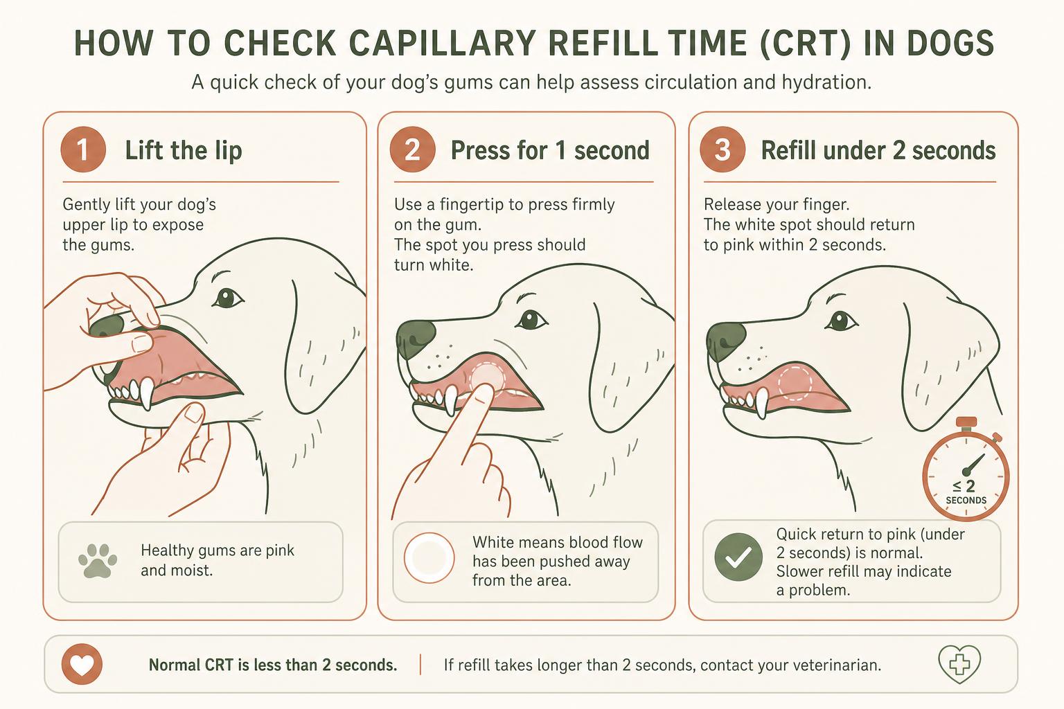 A three-step diagram showing how to check a dog's capillary refill time by lifting the lip, pressing the gum, and timing the refill to pink.