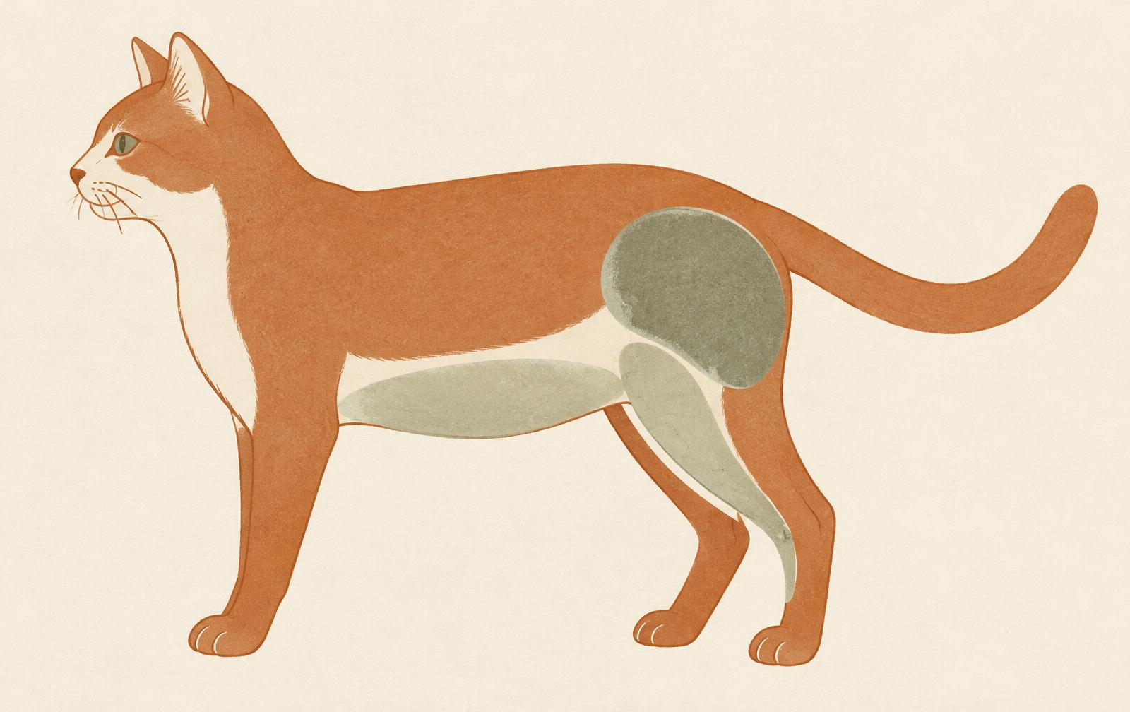 An outline of a cat with shaded areas on the belly, inner back leg and flank.
