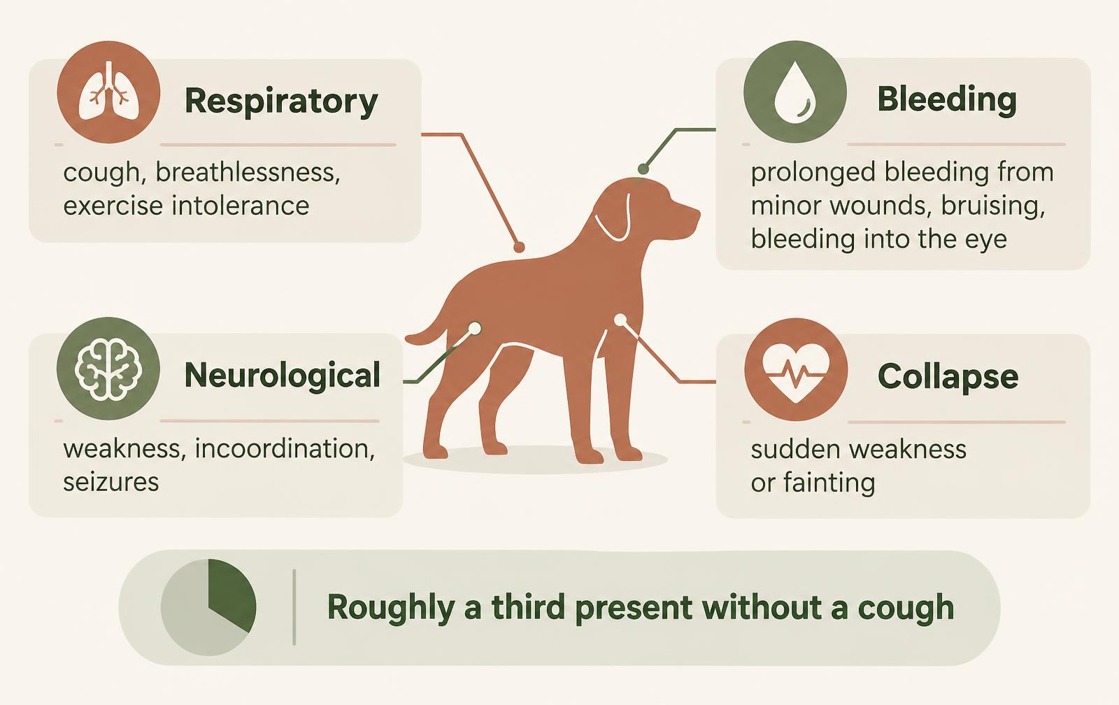 A diagram showing the four main presentations of lungworm in dogs: respiratory signs, bleeding problems, neurological signs and collapse.